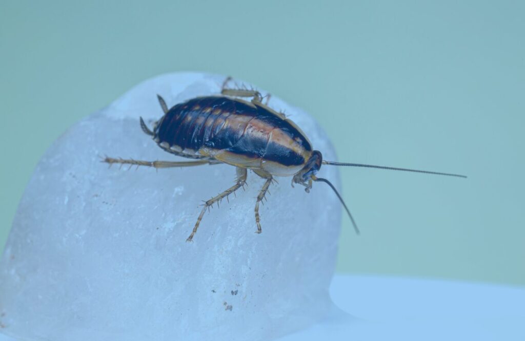 Pest Control Service