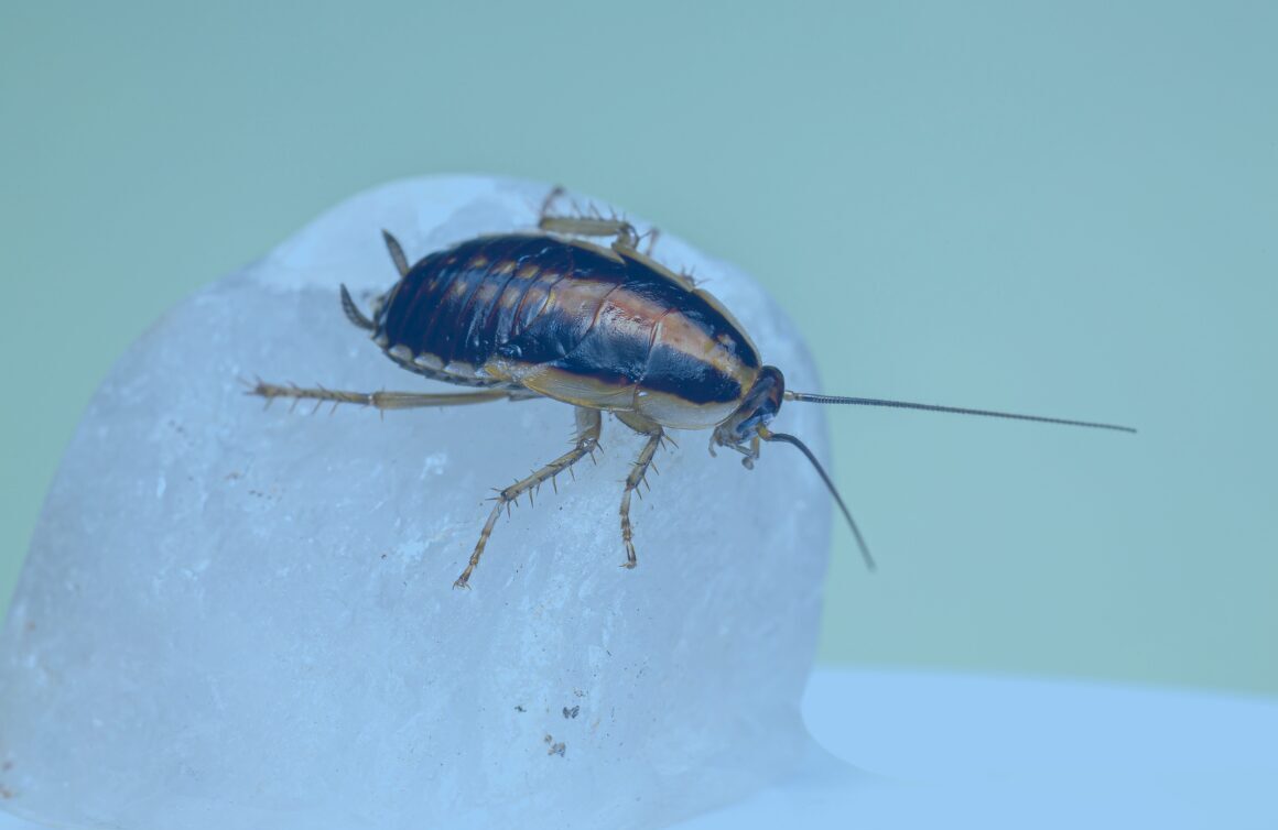 Pest Control Service