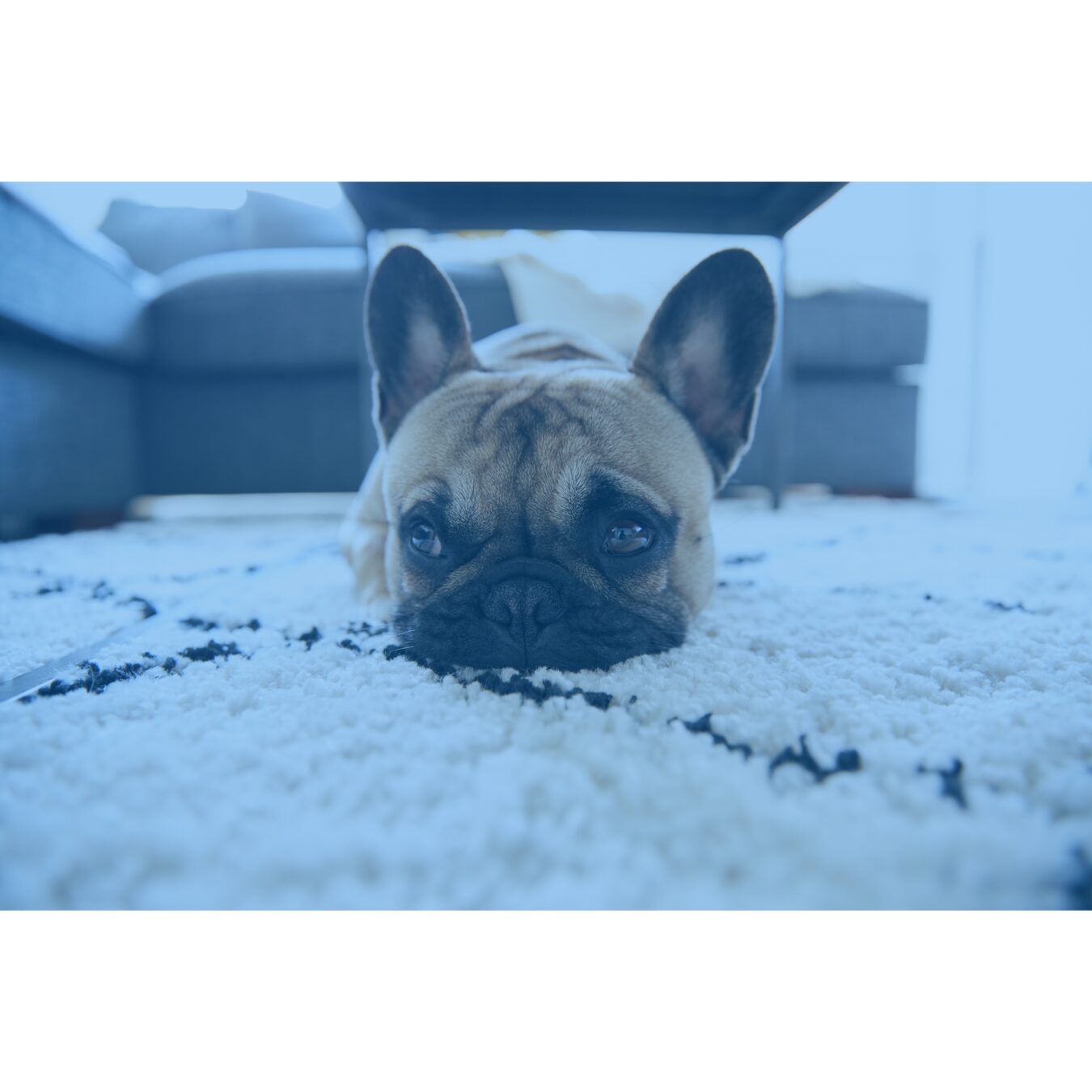 Pets in an apartment
